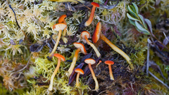 Hygrocybe substrangulata