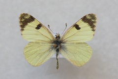 Euchloe charlonia