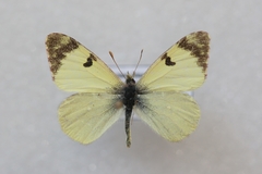 Euchloe charlonia