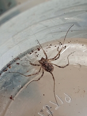 Phalangium opilio