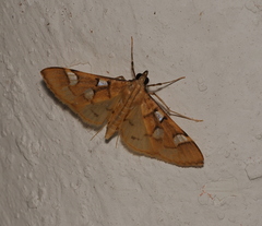 Cotachena pubescens