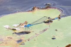 Pseudagrion cingillum