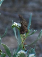 Pyrginae