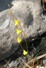 Utricularia chrysantha