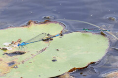 Austroagrion exclamationis