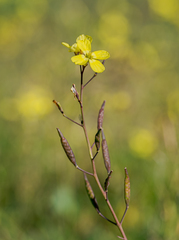 Diplotaxis catholica