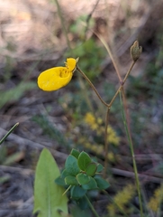 Calceolaria biflora