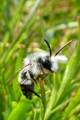 Andrena cineraria