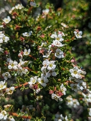 Escallonia virgata
