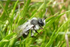 Andrena cineraria