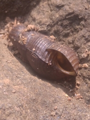 Melanoides tuberculata