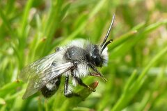Andrena cineraria