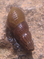 Melanoides tuberculata