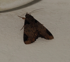 Ercheia cyllaria