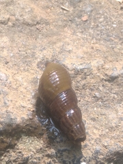 Melanoides tuberculata