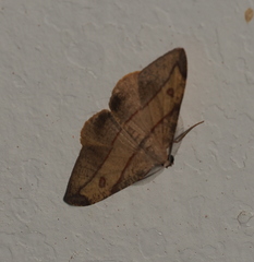 Hypochrosis hyadaria