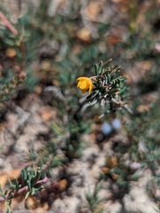 Berberis empetrifolia