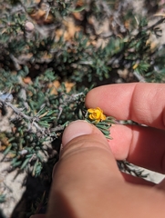 Berberis empetrifolia