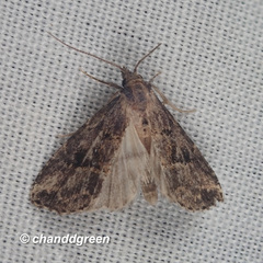 Diplopseustis perieresalis