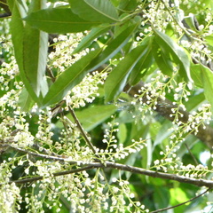 Elaeocarpus kirtonii