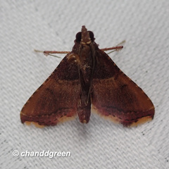 Endotricha olivacealis