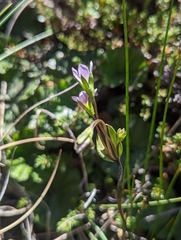 Gentianella magellanica