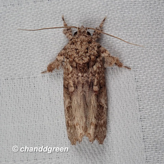 Callopistria guttulalis