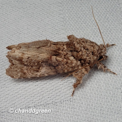 Callopistria guttulalis