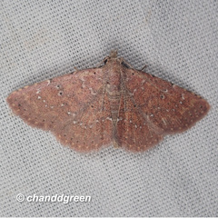 Cerynea punctilinealis