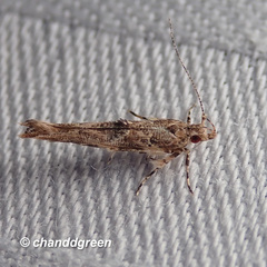 Pyroderces