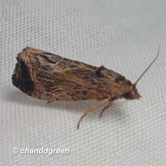 Cryptophlebia repletana
