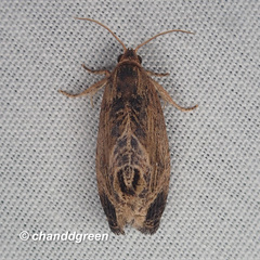 Cryptophlebia repletana