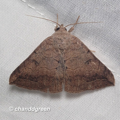 Blasticorhinus rivulosa