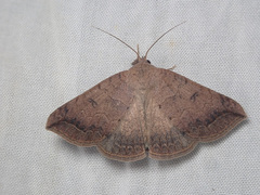 Blasticorhinus rivulosa