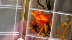 Hygrocybe substrangulata