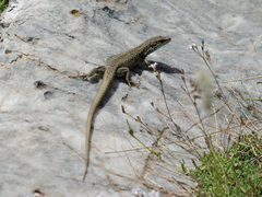 Podarcis muralis