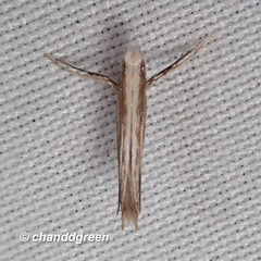 Epicephala lativalvaris