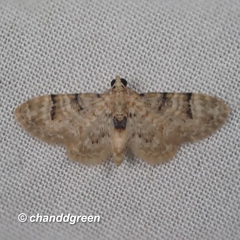 Gymnoscelis admixtaria