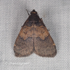 Hydrillodes nilgirialis