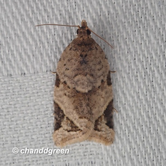 Neocalyptis affinisana