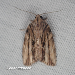 Etanna breviuscula