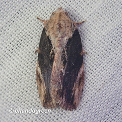 Etanna breviuscula