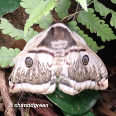 Saturnia pyretorum