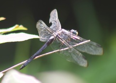 Libellula vibrans