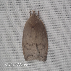 Scythropiodes