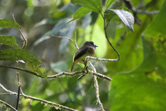 Myiotriccus ornatus