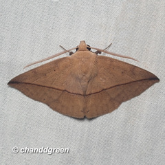 Ugia purpurea