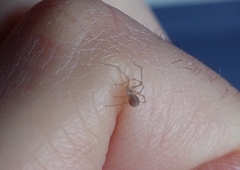 Spermophora senoculata