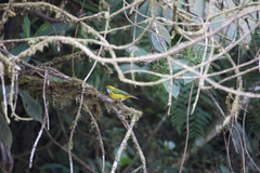 Tangara icterocephala