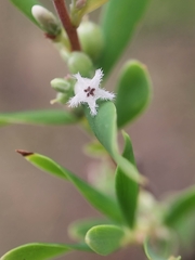 Styphelia mutica